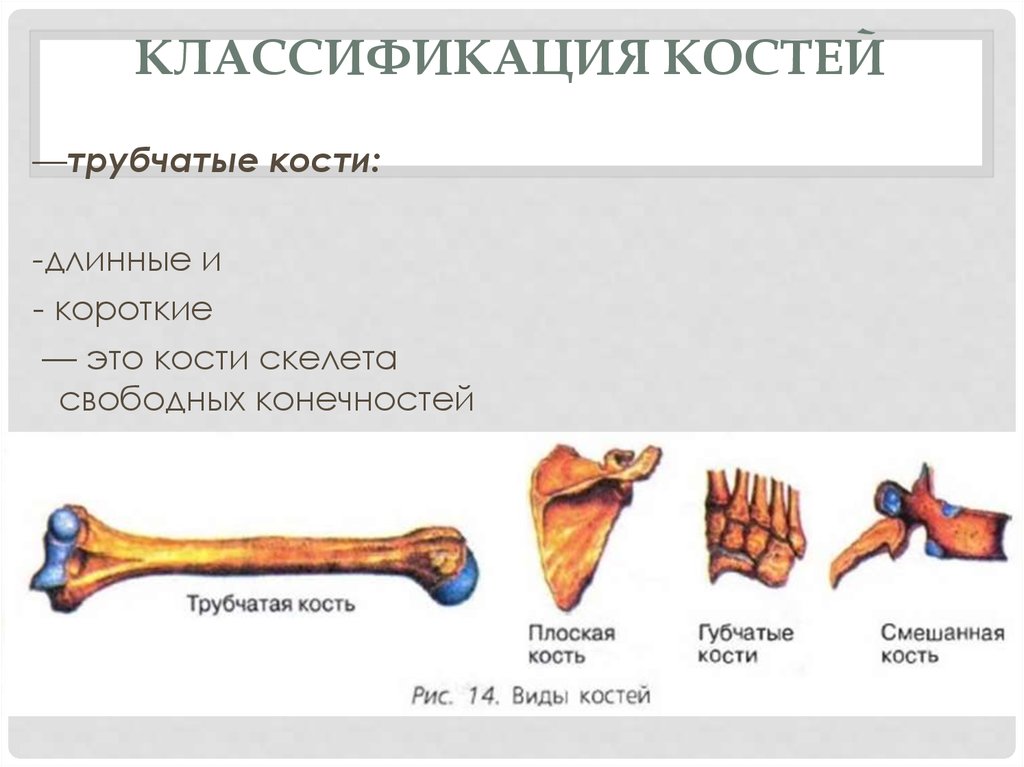 Удлиненная кость. Трубчатые кости длинные и короткие. Трубчатые кости длинные и короткие клиническая анатомия. Кости классификация. Классификация костей длинные трубчатые кости.