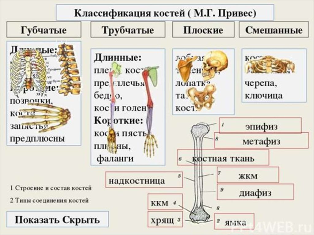 Укажите губчатые кости. Кости человека трубчатые губчатые плоские. Классификация костей скелета человека. Кость как орган строение кости классификация. Классификация костей: трубчатые, губчатые, плоские, смешанные..