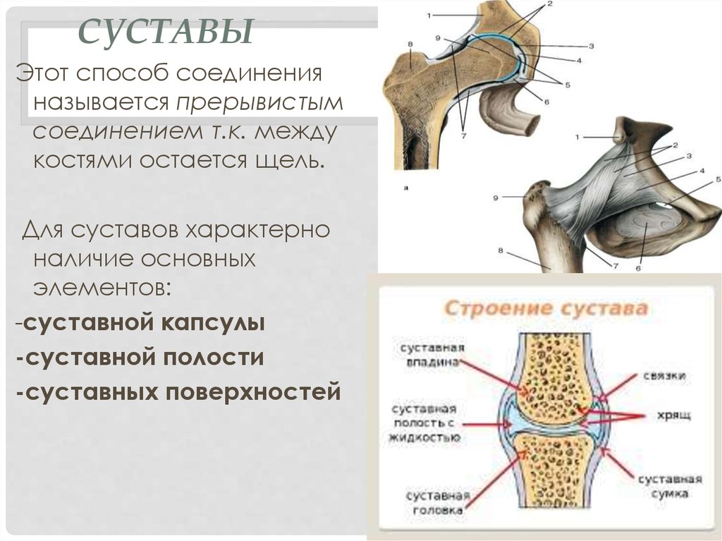 Какой цифрой на рисунке обозначена суставная полость