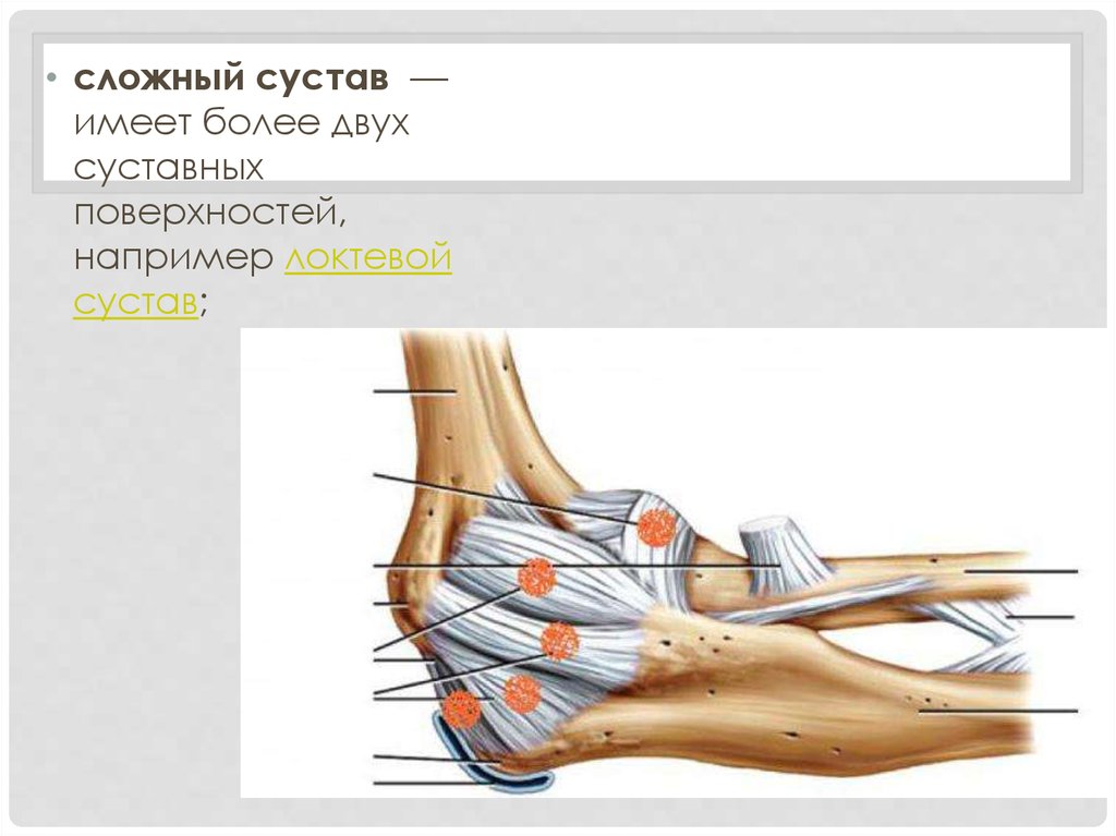 Сложный сустав. Суставные поверхности локтевого сустава. Сложные суставы. Локтевой сустав по числу суставных поверхностей. Двухсуставный сустав.