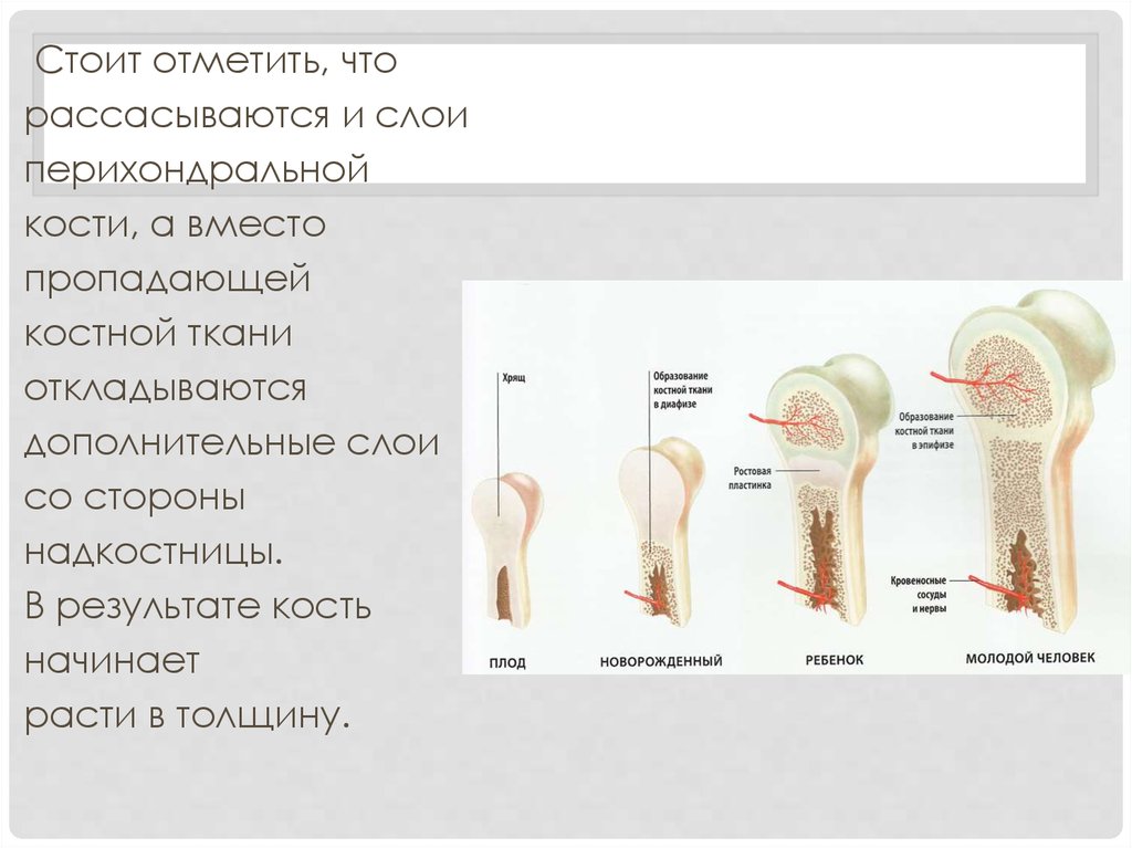 Костей начало. Рассосалась костная ткань. В результате кости обладают. Методы обработки сосудов, нервов, кости и надкостницы.. Признаки перихондральной кости.