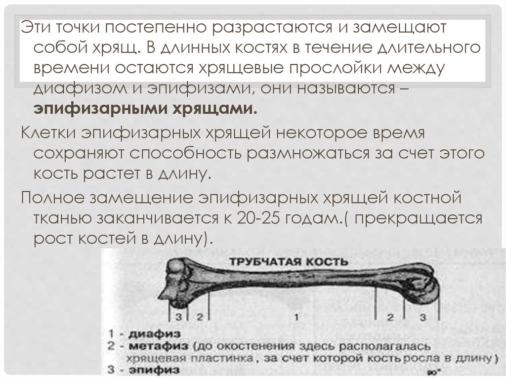 Рост костей в длину за счет. Эпифизарный хрящ трубчатых костей. Зоны роста костей. Строение длинной трубчатой кости. Строение длинных трубчатых костей у детей.