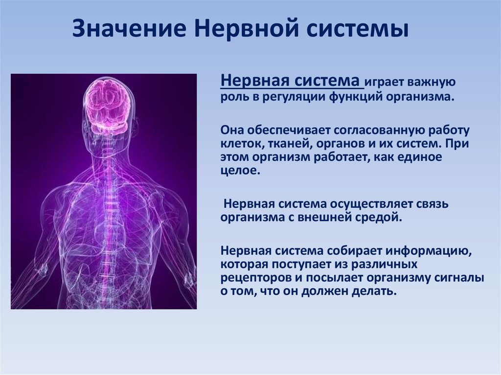 Какую роль играет нервная. Нервная система. Значение нервной системы. Значение нервной системы для организма. Значениенераной системы.