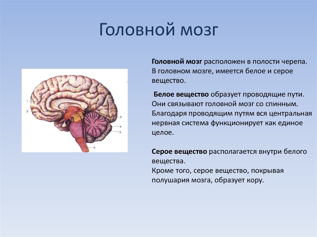 Мозгу нужно время. Головной мозг. Головной мозг расположен. Белое вещество головного мозга расположено. Головной мозг расположен в полости.