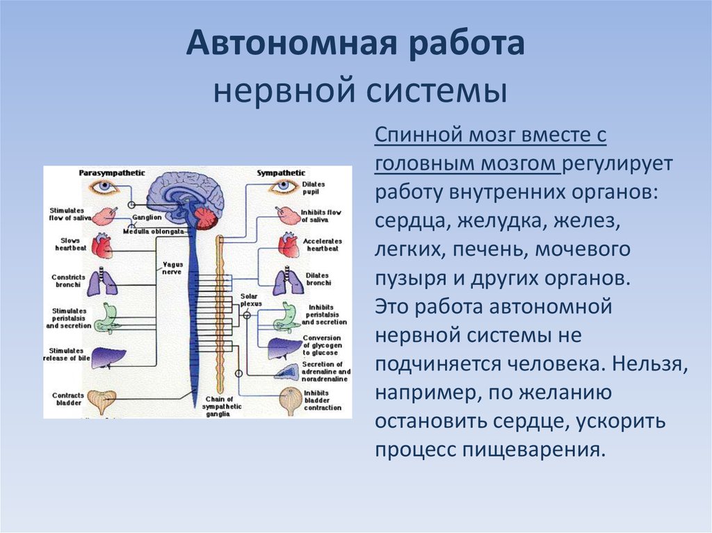 Автономная н с. Автономный вегетативный отдел нервной системы. Автономная нервная система. Вегетативная нервная система человека. Вегетативная нервная система регулирует.