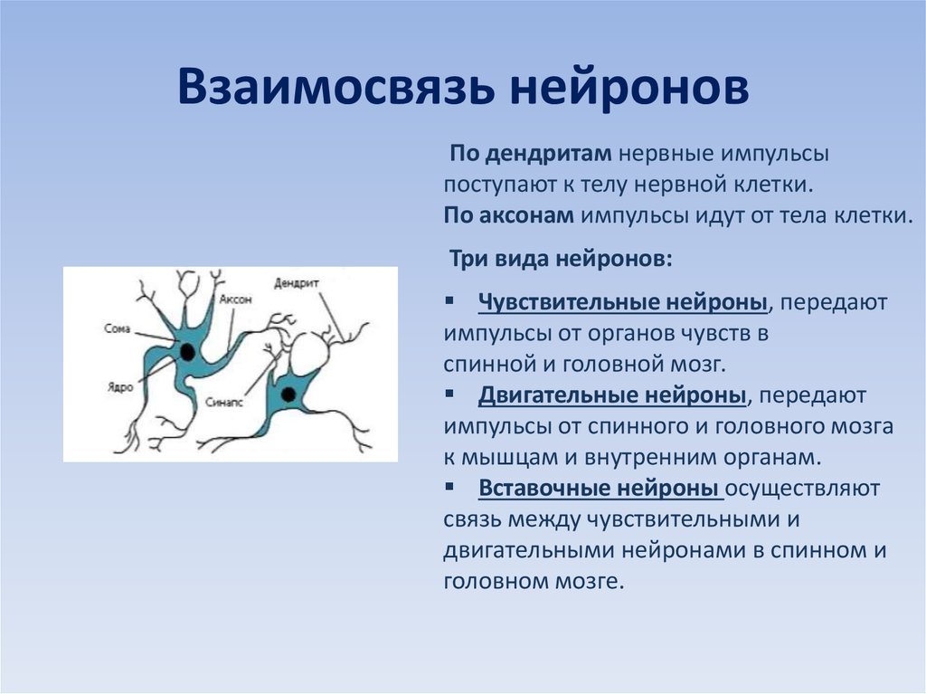 Осуществляет связь между нейронами какой нейрон. Взаимосвязь нейронов. Чувствительные Нейроны передают нервные импульсы. Вставочный Нейрон передает импульсы. Двигательный Тип нейрона.