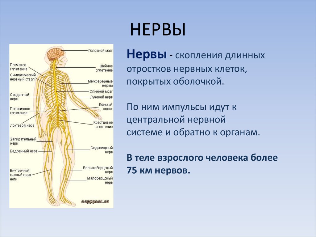 Презентация по нервной системе