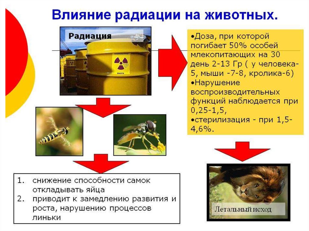 Минусы радиации. Влияние ионизирующего излучения на животных. Влияние ионизирующего излучения на организм животных. Влияние радиации на организм животных. Влияние радиоактивного излучения на животных.