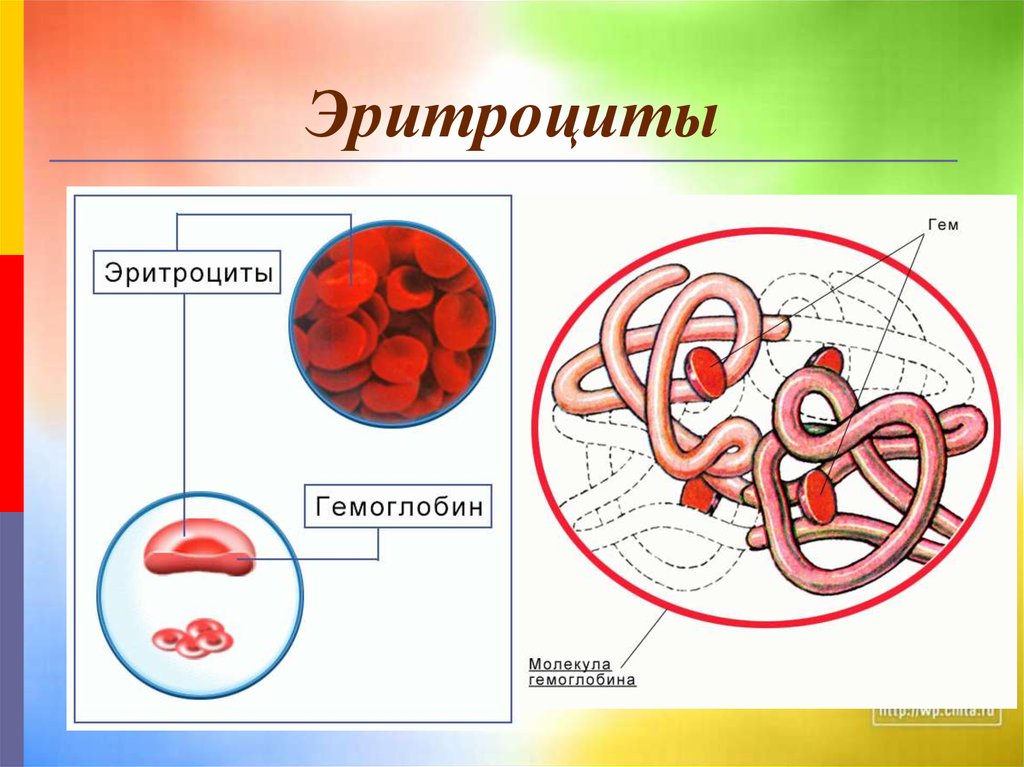 Строение эритроцита человека рисунок