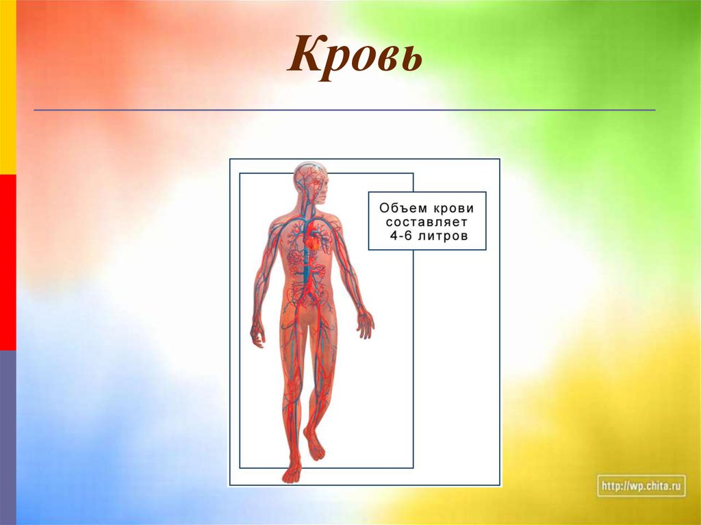 Презентация организм человека