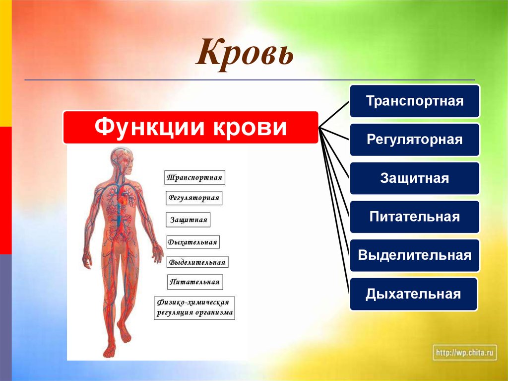 Биология человека подвергается предложение 1. Функции крови в организме человека. Внутренняя среда организма. Основная функция крови. Главные функции крови.