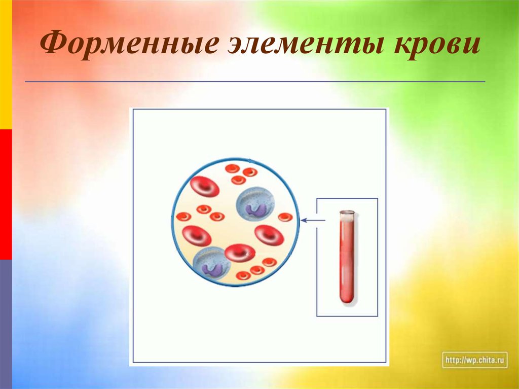 Какие форменные элементы крови изображены на рисунке