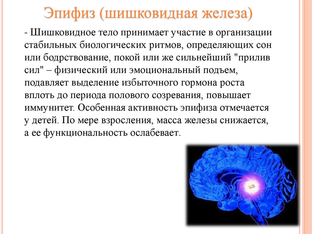 Гормоны эпифиза презентация