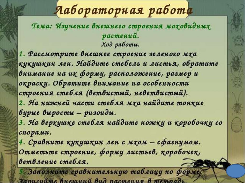 Лабораторная работа мхи. Лабораторная работа изучение внешнего строения моховидных растений. Лабораторная работа изучение строения моховидных растений. Лабораторная работа изучение внешнего строения мха. Лабораторная работа изучение моховидных растений.