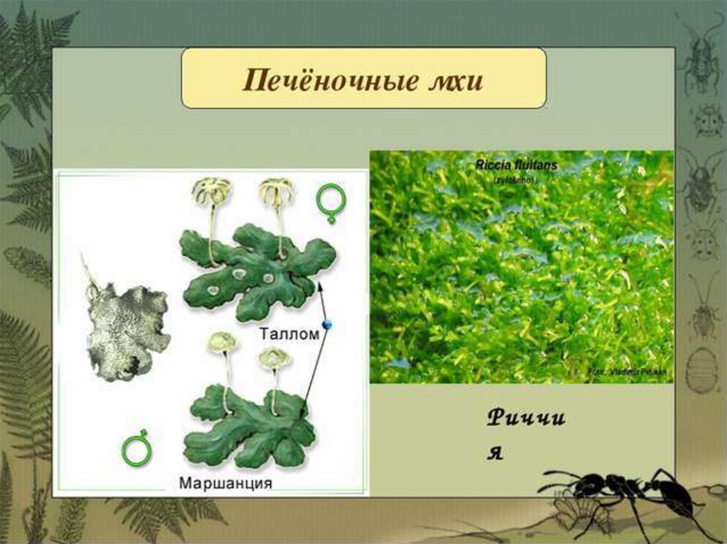 Представили мхов. Печеночные мхи представители. Печеночники представители. Печёночники мхи представители. Отдел печеночные мхи.