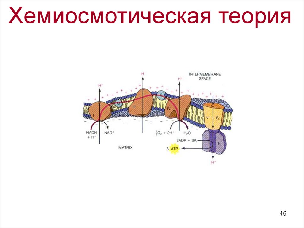 Хемиосмотическая теория митчелла схема