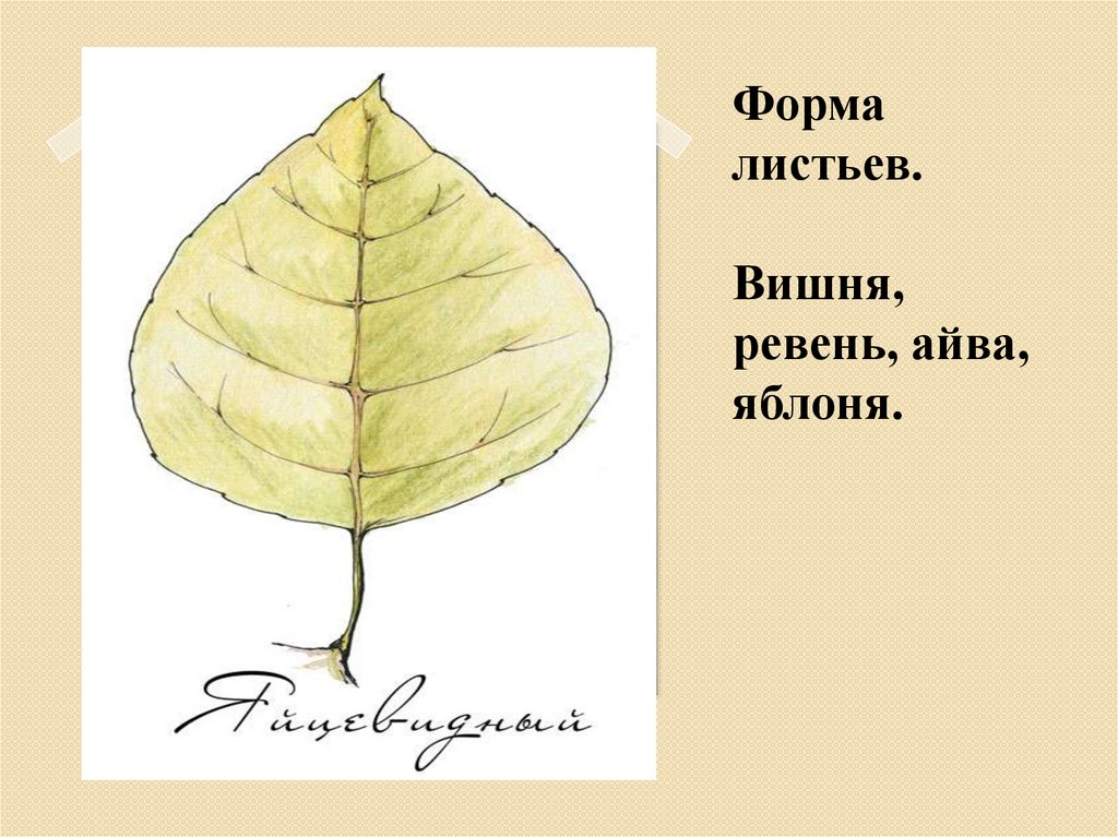 Листок тема. Форма листовой пластинки у яблони. Форма листа вишни. Форма листьев яблони. У яблони листья в виде.