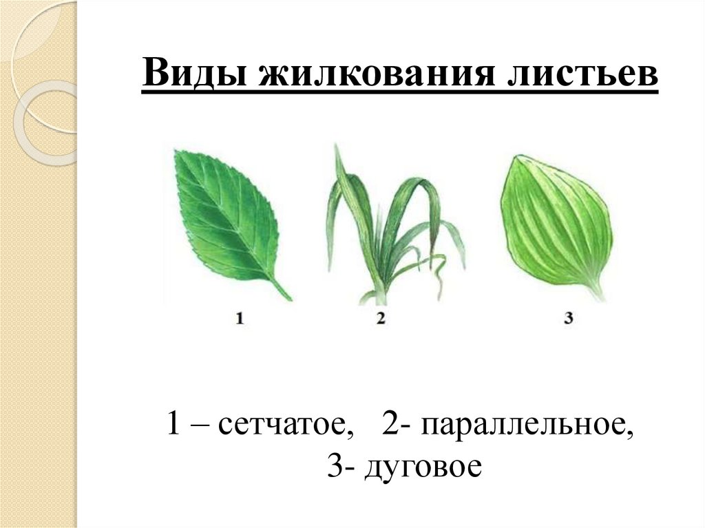 Параллельные дуговые сетчатые листья. Типы жилкования листьев сетчатое. Жилкование листьев сетчатое параллельное дуговое. Жилкование листьев биология.