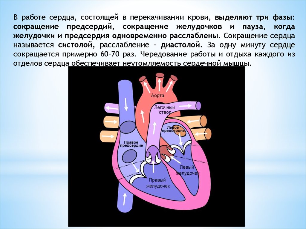 Общая диастола сердца длится