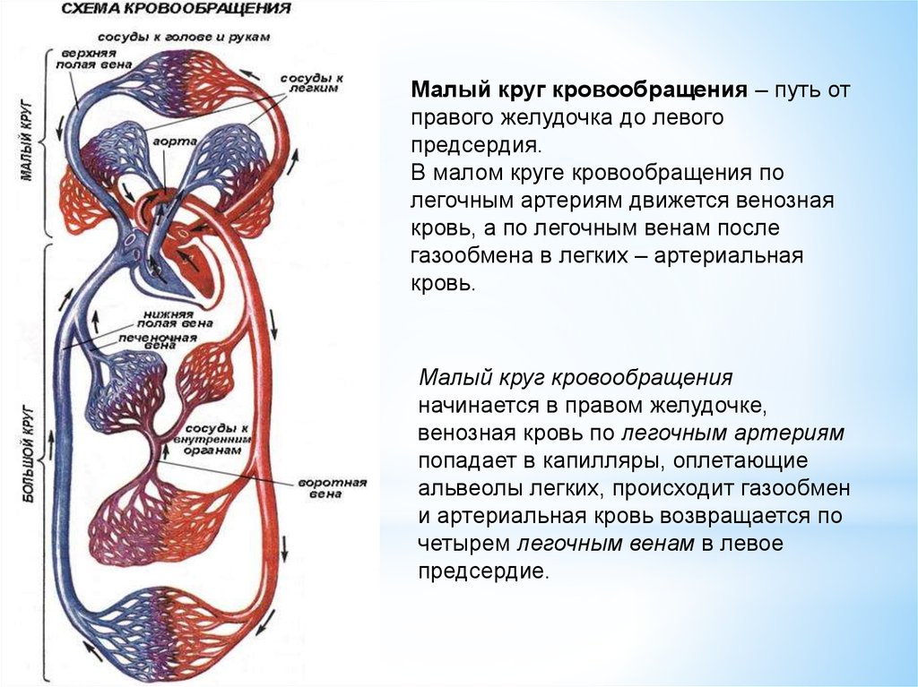 Схема кровообращения