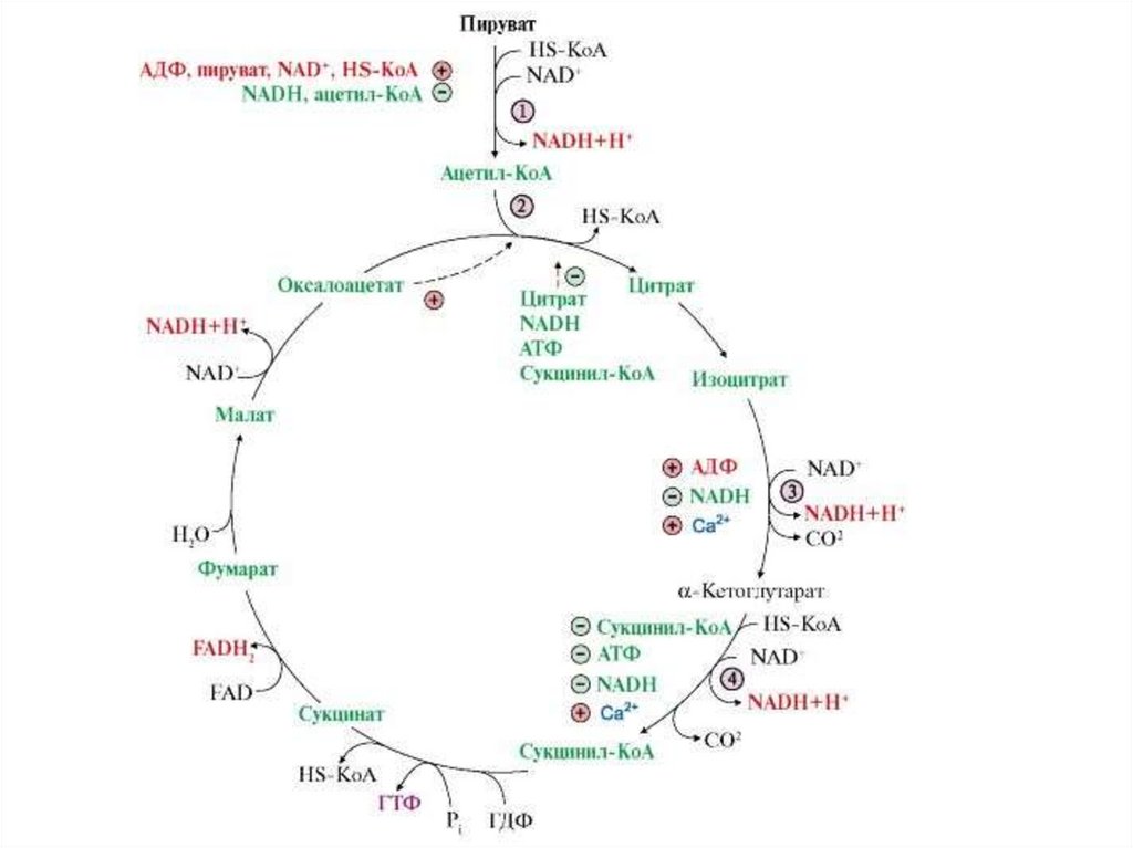 Цикл коа. Гормональная регуляция цикла Кребса. Превращение пирувата в ацетил-КОА. Ацетил КОА цикл Кребса. Превращение пирувата в ацетил-КОА ферменты.