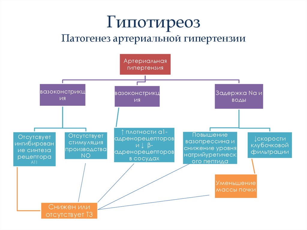 Схема механизмов развития висцеропатической стадии тиреотоксикоза