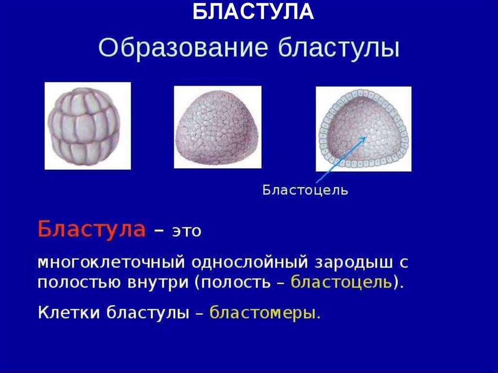 Бластула это