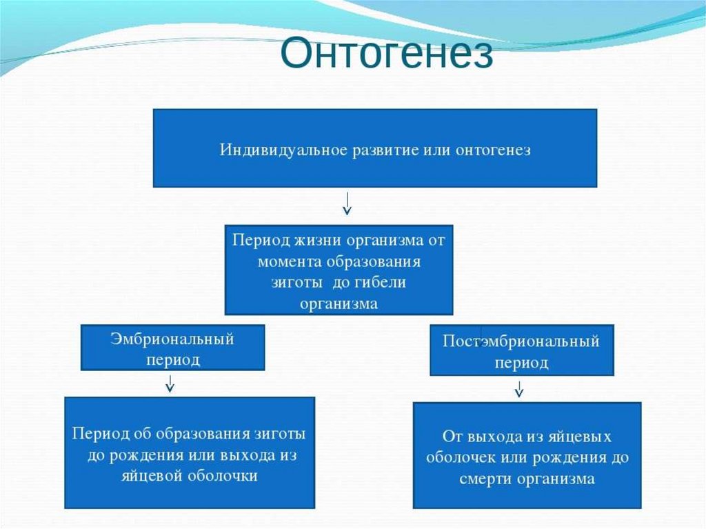 Периоды онтогенеза человека. Схема индивидуального развития онтогенез. Индивидуальное развитие организма онтогенез схема. Онтогенез презентация. Этапы онтогенетического развития.