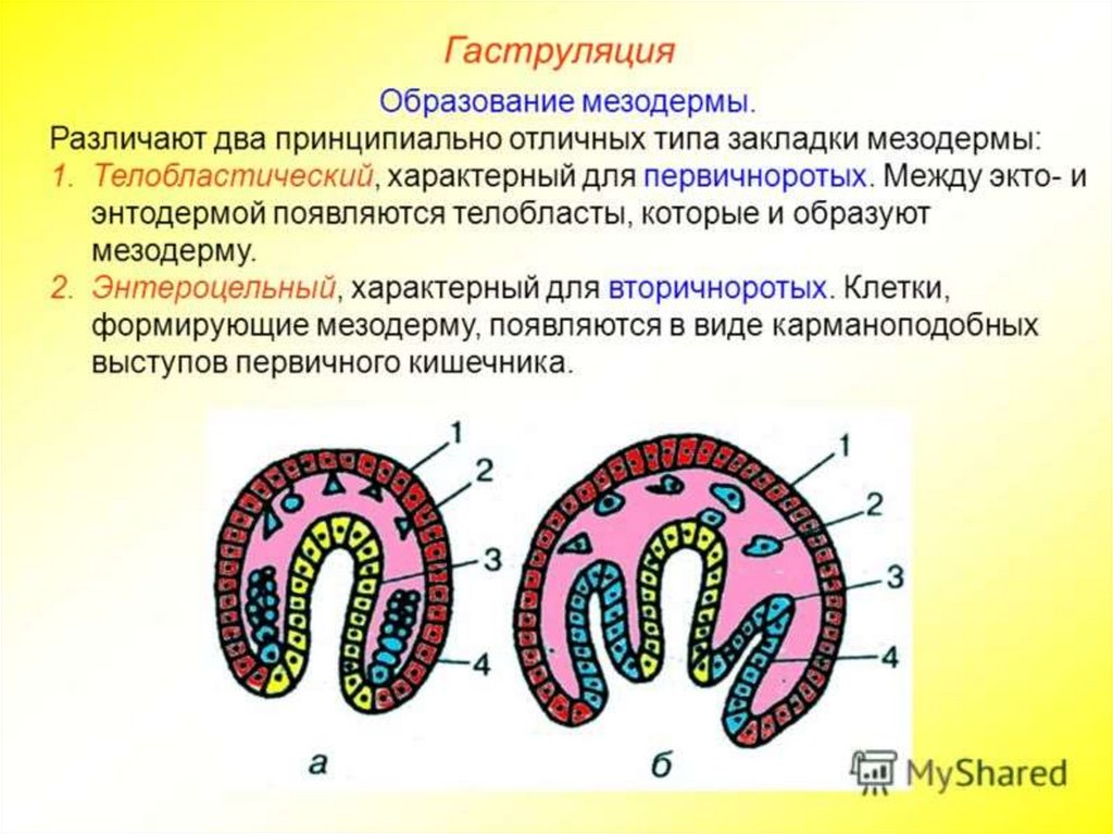 Целом образует. Гаструляция эктодерма энтодерма мезодерма. Гаструляция образование мезодермы. Гаструляция мезодерма. Энтероцельный Тип закладки мезодермы.