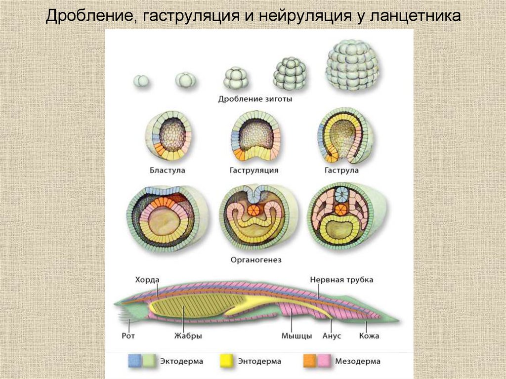 Какой процесс в цикле развития ланцетника изображен. Периоды эмбрионального развития у ланцетника. Схема развития зародыша ланцетника. Стадии развития эмбриона хордового животного. Стадии онтогенеза ланцетника.