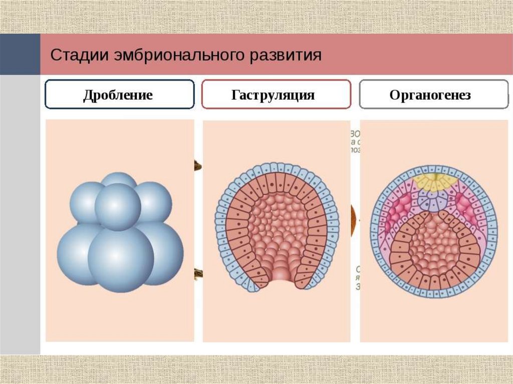 Эмбриогенез егэ схема