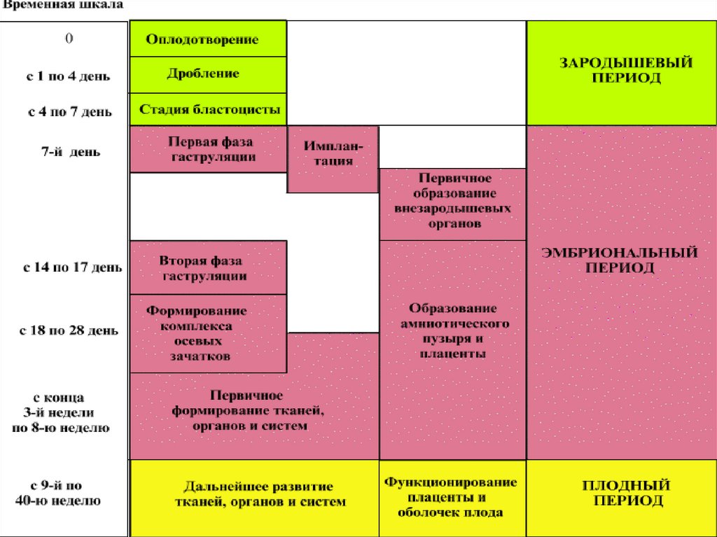 Периоды внутриутробного развития. Этапы внутриутробного развития человека таблица биология. Основные этапы внутриутробного развития человека. Перечислите и опишите этапы внутриутробного развития. Временная шкала.