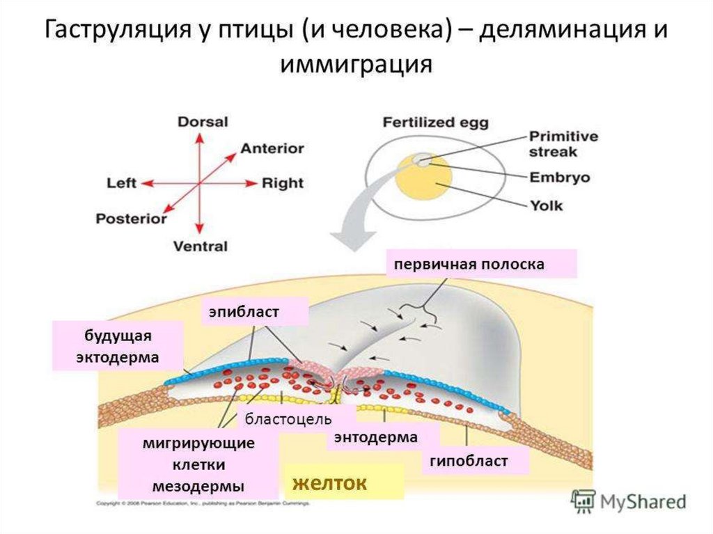 Моторный онтогенез что это