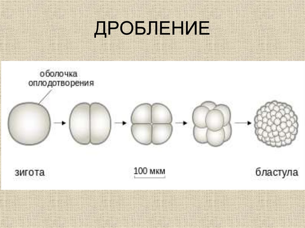 Дробление зиготы рисунок