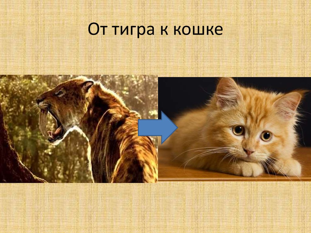 Ответ кошек. Признаки происхождения кошки тигра и кукушки. Реакция тигра на кошку. Сколько кошек в одном Тигре.