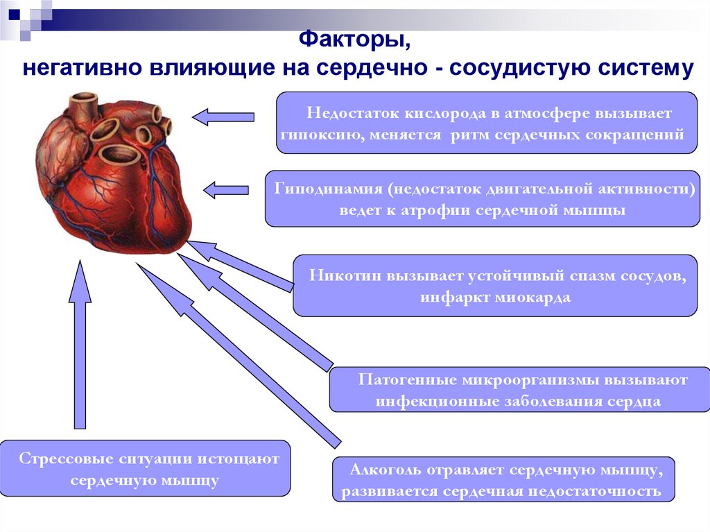 Факторы, негативно влияющие на сердечно - сосудистую систему