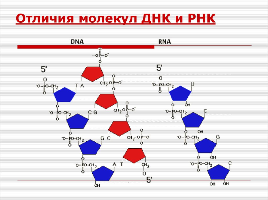 Соответствие между днк и рнк. Сходства и различия первичной структуры ДНК И РНК. РНК отличается от ДНК. Строение молекулы ДНК И РНК. Различия первичной структуры ДНК И РНК.