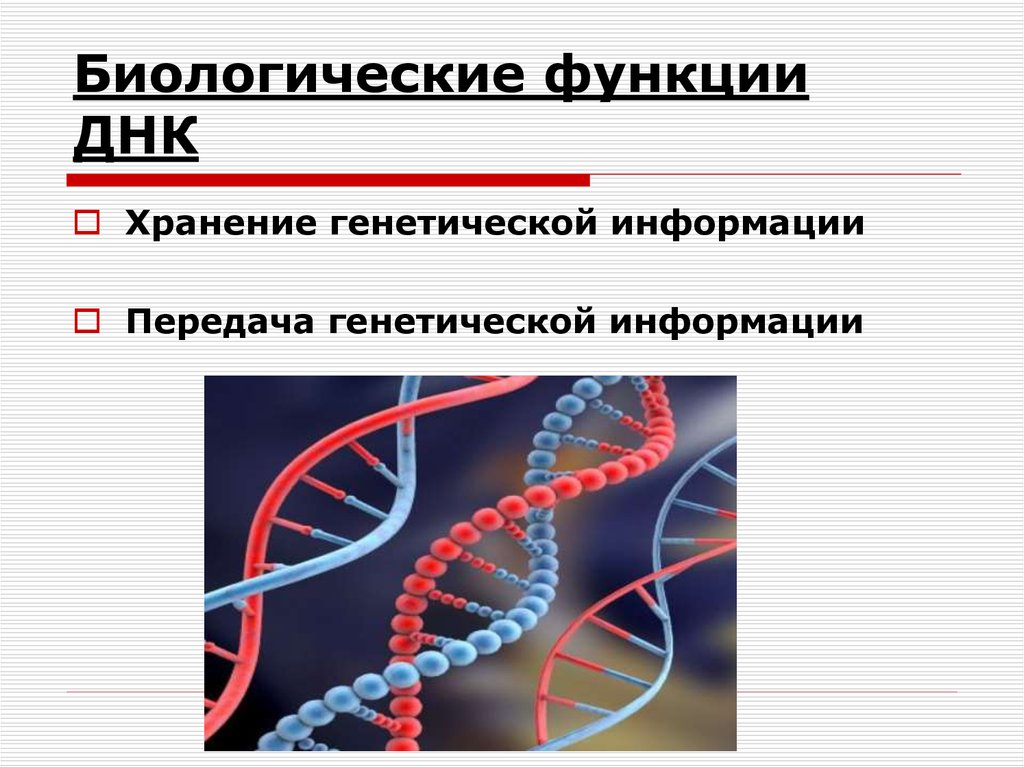 Функции передачи наследственной информации выполняют. Хранение генетической информации ДНК. Функции ДНК хранение наследственной информации. Функции ДНК. Функции молекулы ДНК.