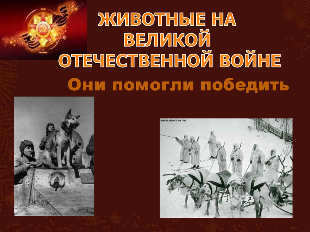 Животные участники великой отечественной войны 1941 1945 презентация