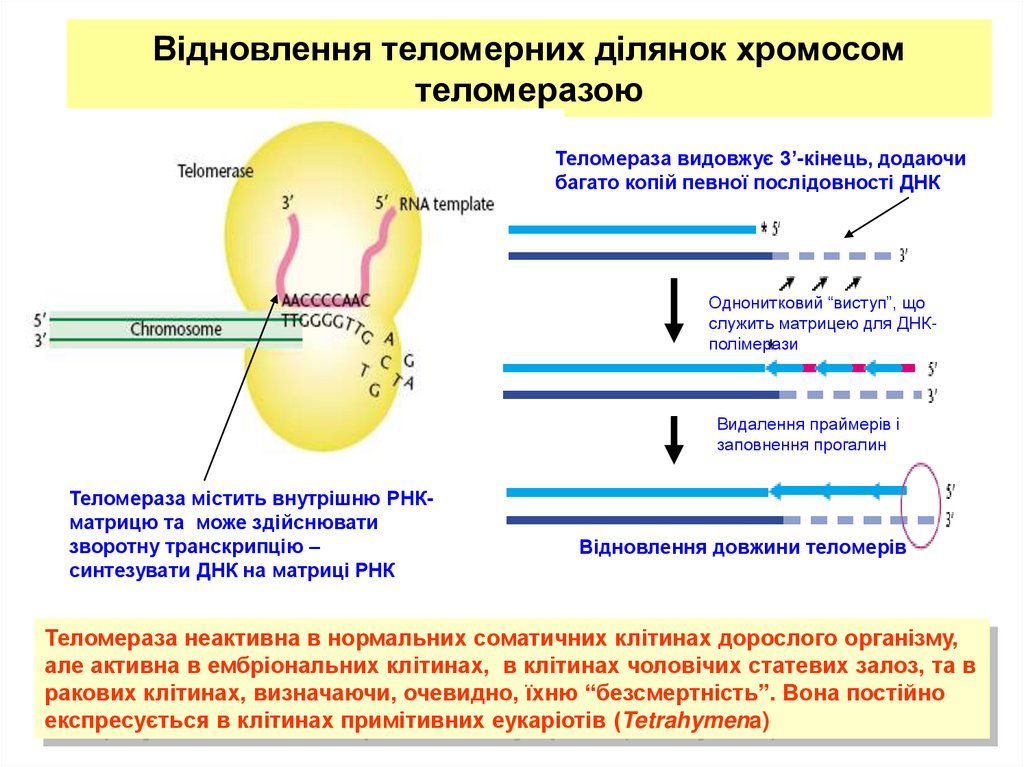 Відновлення теломерних ділянок хромосом теломеразою