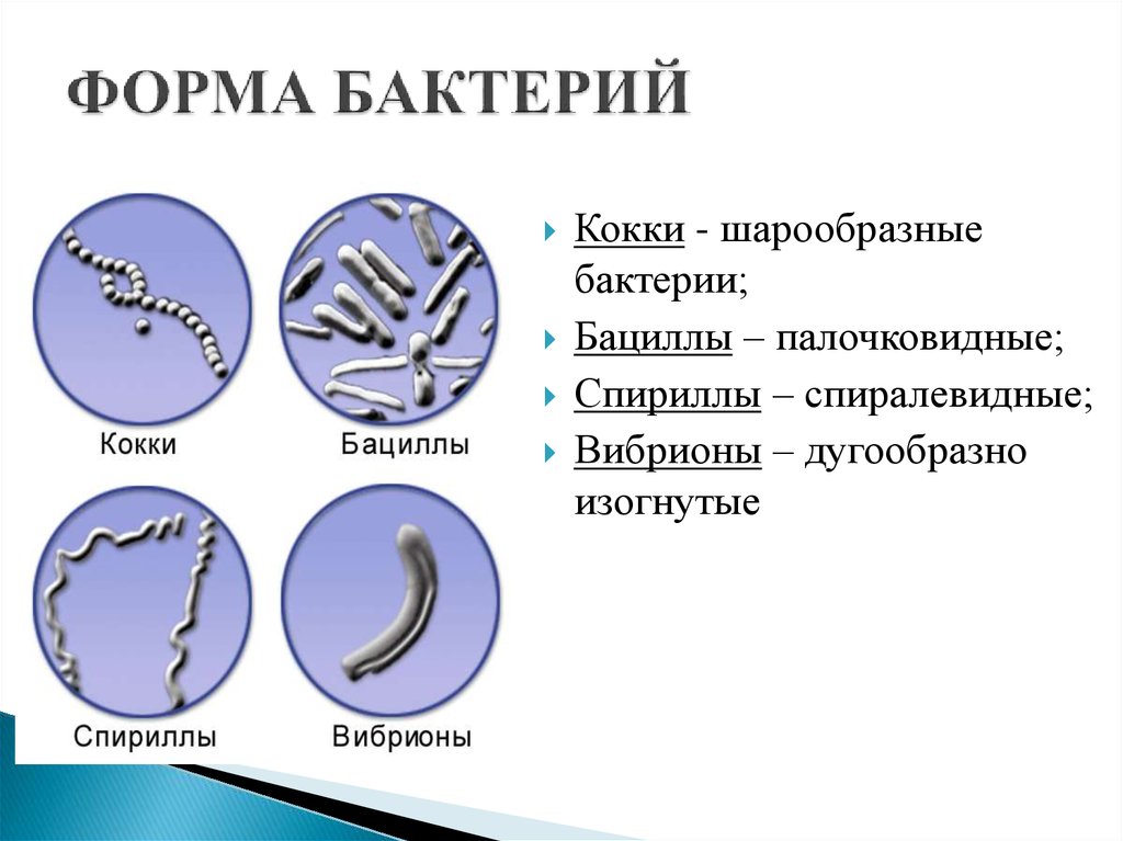 Бактерии изогнутой формы носят название. Формы бактерий кокки бациллы спириллы вибрионы. Форма бактерии бациллы вибрионы. Формы бактерий кокки палочковидные и извитые. Палочковидные бактерии вибрионы.