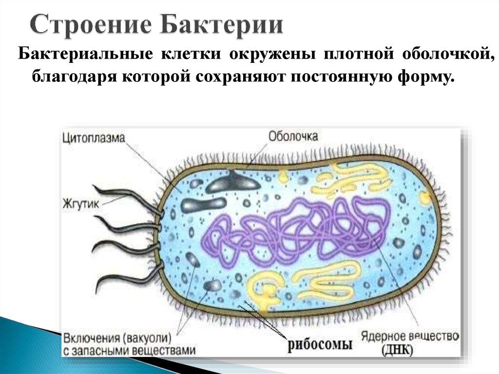 Бактериальная клетка окружена плотной