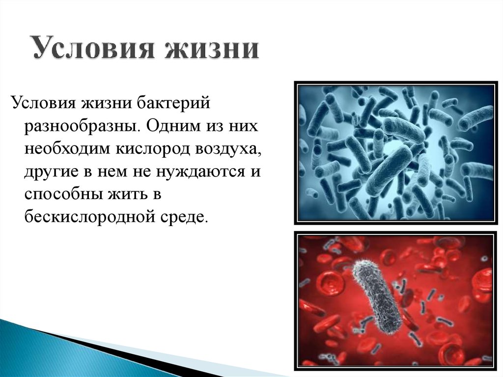 В бескислородных условиях живет. Условия жизни бактерий. Условия жизни микроорганизмов. Что такое микроорганизмы в бескислородных условиях это. Микроорганизмы живущие в бескислородных условиях это.