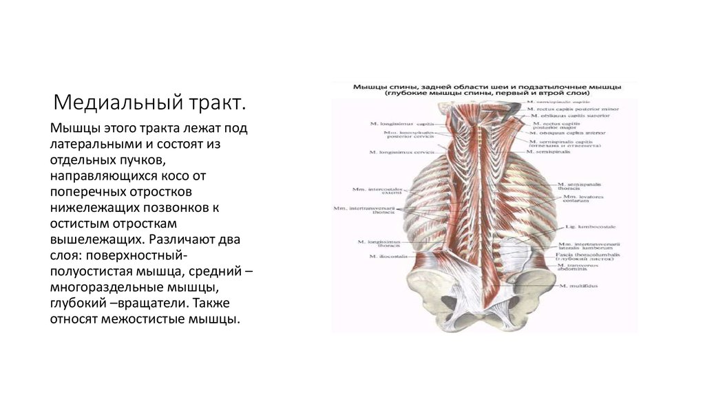 Классификация мышц спины. Медиальный тракт мышц спины. Глубокие мышцы спины медиальный тракт анатомия. Глубокие мышцы спины латеральный тракт. Медиальный тракт мышц спины функции.