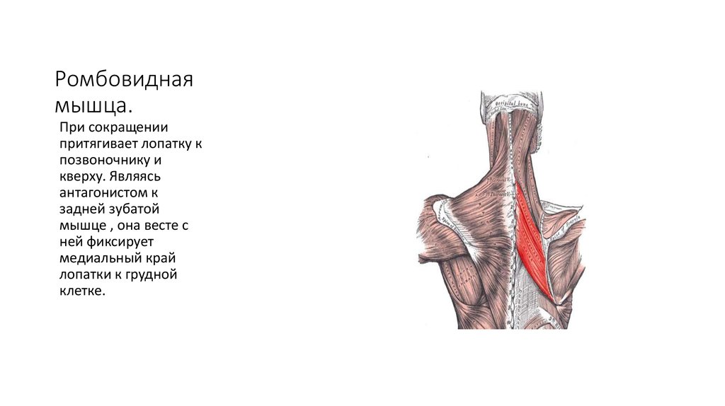 Ромбовидная мышца анатомия картинки спины