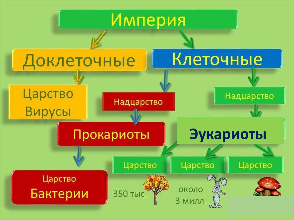 Деление на царства в биологии схема