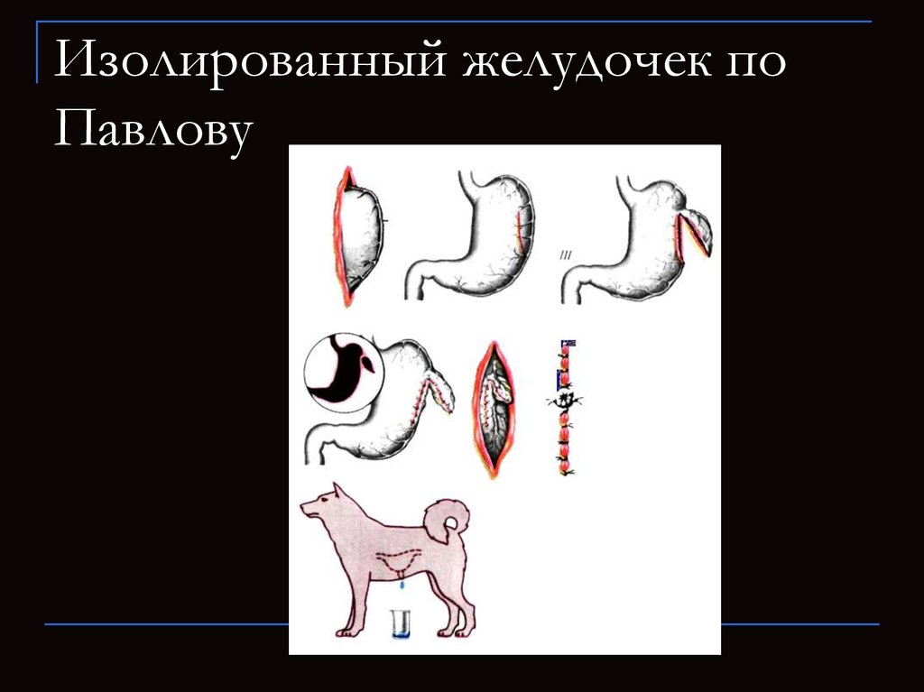 Схема формирования малого экспериментального желудочка по павлову