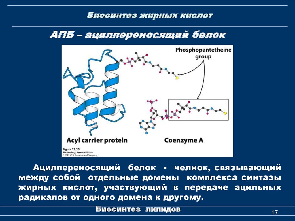 Синтез белка синтез липидов. Биосинтез жирных кислот АПБ. Ацилпереносящий белок (АПБ). Роль ацилпереносящего белка (АПБ) В синтезе жирных кислот:. Синтез липидов АПБ.