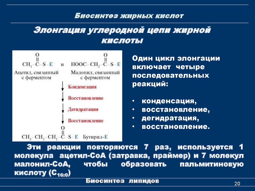 Синтез высших жирных. Мультиферментный комплекс синтеза жирных кислот. Билснтез эирныхк Ислот. Биосинтезиарных кислота. Этапы синтеза высших жирных кислот.