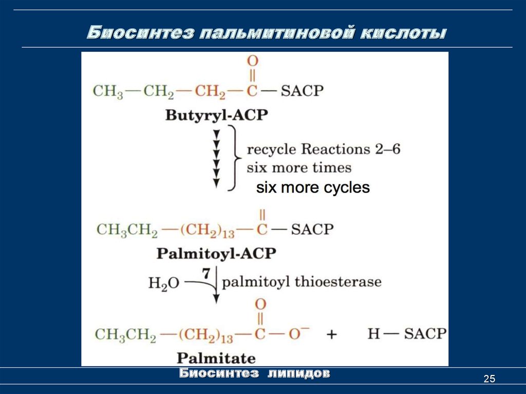 Синтез пальмитиновой